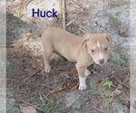 Small #1 Black Mouth Cur