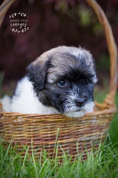 Medium Photo #2 Havanese Puppy For Sale in SHELBY, OH, USA