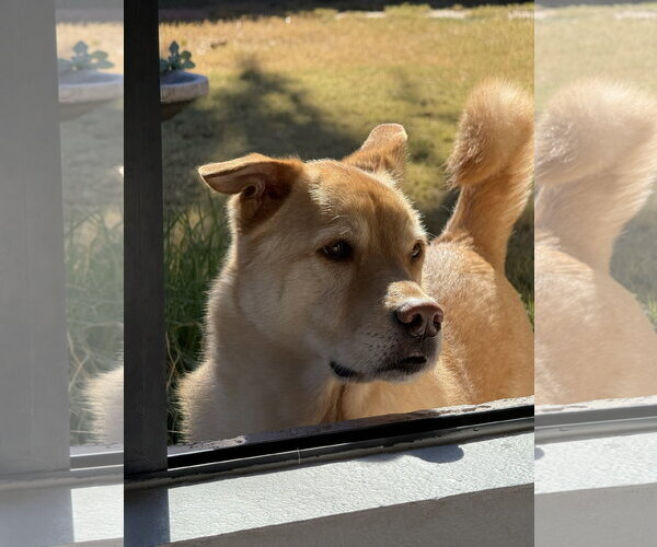 Medium Photo #1 Golden Labrador Puppy For Sale in Chandler, AZ, USA