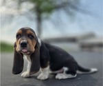 Small Photo #13 Basset Hound Puppy For Sale in GREENLEAF, WI, USA