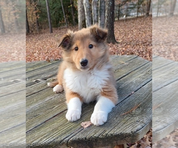Medium Photo #1 Collie Puppy For Sale in CHARLOTTE, NC, USA