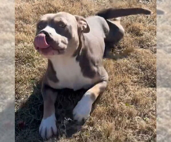 Medium Photo #2 Mutt Puppy For Sale in Hillsboro, NH, USA