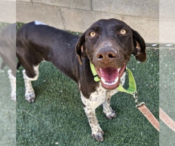 Medium Photo #3 German Shorthaired Pointer-Unknown Mix Puppy For Sale in Lakewood, CO, USA