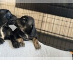 Small Photo #13 Bullmastiff Puppy For Sale in VICTORVILLE, CA, USA