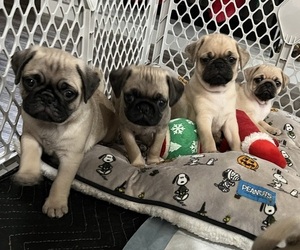 Pug Puppy for sale in WOODLAND, CA, USA