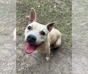 American Pit Bull Terrier-Unknown Mix Dogs for adoption in Columbus, IN, USA