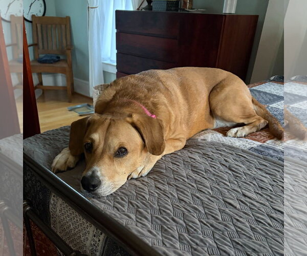 Medium Photo #10 Labbe Puppy For Sale in Arlington, VA, USA