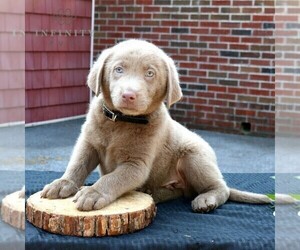 Labrador Retriever Puppy for sale in NEW HOLLAND, PA, USA