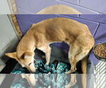 Small #16 Collie-German Shepherd Dog Mix