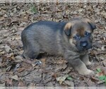 Small #2 German Shepherd Dog