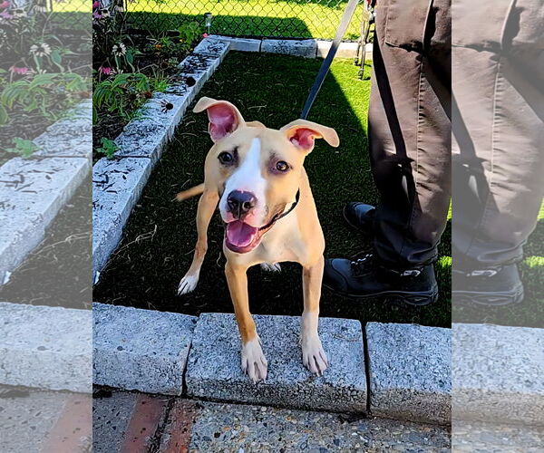 Medium Photo #4 American Bulldog-Unknown Mix Puppy For Sale in Perth Amboy, NJ, USA