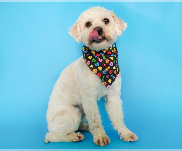 Medium Photo #3 Poodle (Miniature)-Unknown Mix Puppy For Sale in phoenix, AZ, USA