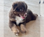 Small #15 Miniature Australian Shepherd