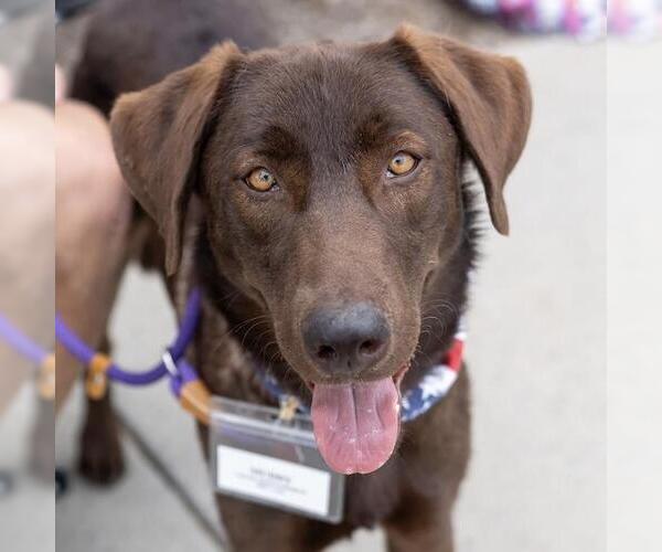 Medium Photo #1 Labrador Retriever-Unknown Mix Puppy For Sale in San Diego, CA, USA