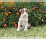 Small #1 Border Collie