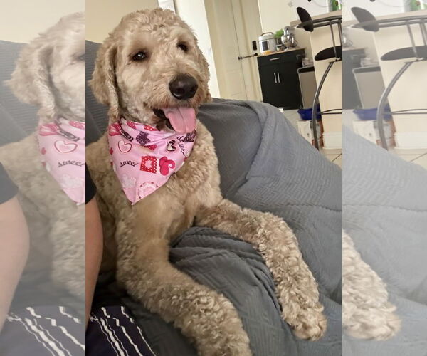 Medium Photo #1 Poodle (Standard) Puppy For Sale in Valrico, FL, USA