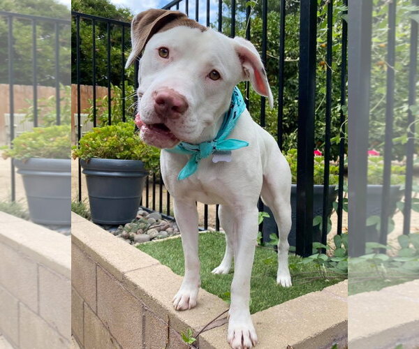 Medium Photo #2 American Pit Bull Terrier-Unknown Mix Puppy For Sale in Redlands, CA, USA