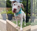 Small Photo #2 American Pit Bull Terrier-Unknown Mix Puppy For Sale in Redlands, CA, USA