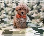 Small Photo #1 Bichpoo Puppy For Sale in LAKELAND, FL, USA
