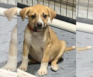 Catahoula Leopard Dog-Labrador Retriever Mix Dogs for adoption in Aurora, IN, USA