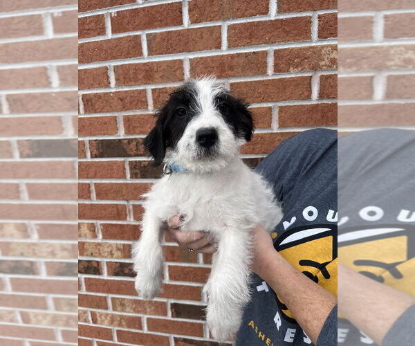 Medium Photo #4 Mutt Puppy For Sale in Candler, NC, USA