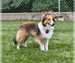 Small #3 Mutt