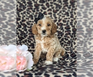 Goldendoodle (Miniature) Puppy for sale in KIRKWOOD, PA, USA
