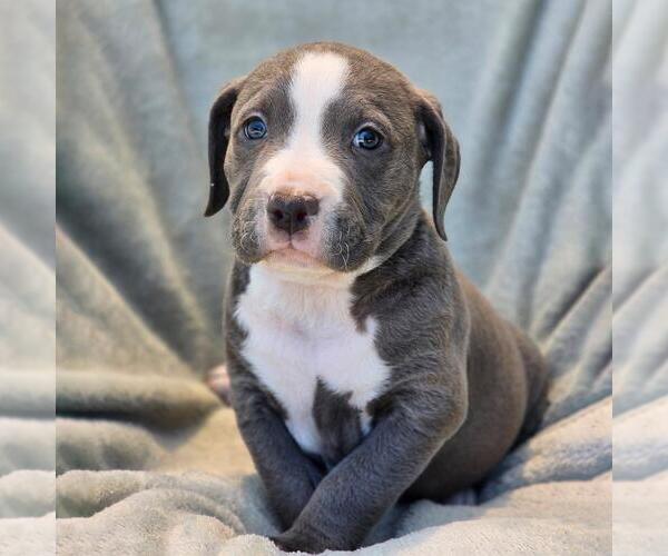 Medium Photo #1 Labrador Retriever-Unknown Mix Puppy For Sale in San Diego, CA, USA