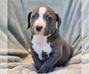 Labrador Retriever-Unknown Mix Dogs for adoption in San Diego, CA, USA