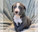Small Labrador Retriever Mix