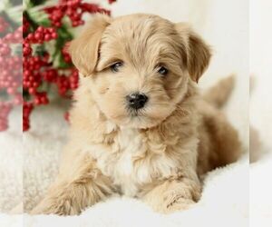 Havapoo Puppy for sale in LEOLA, PA, USA