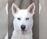 Small Siberian Husky