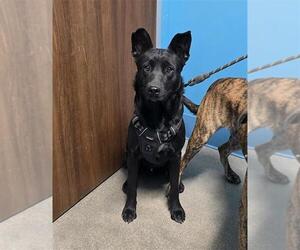 Labrador Retriever Dogs for adoption in Houston, TX, USA