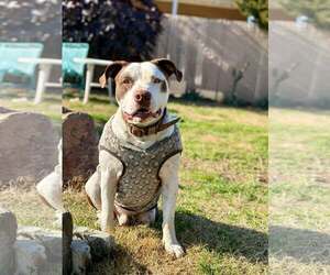 Gumbo - Male American Bulldog-German Shorthaired Pointer Mix Dog for Adoption - Photo #6