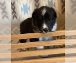 Small #8 Shetland Sheepdog