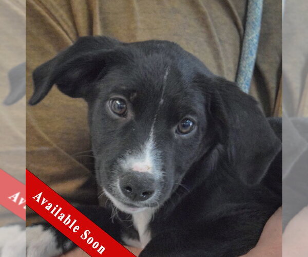 Medium Photo #1 Border Collie-Unknown Mix Puppy For Sale in Huntley, IL, USA