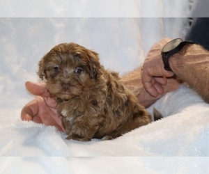 ShihPoo Puppy for sale in DYERSBURG, TN, USA