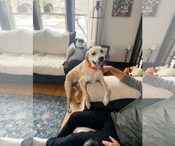 Medium Photo #3 Pyrenees Catahoula Puppy For Sale in New London, WI, USA