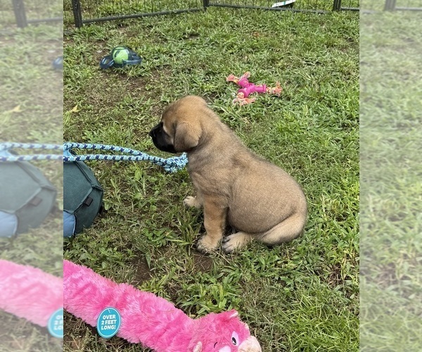 Medium Photo #9 Boerboel Puppy For Sale in harrisburg, NC, USA