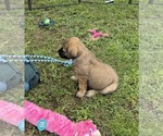 Small #8 Boerboel