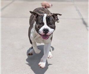 American Staffordshire Terrier Dogs for adoption in Denver, CO, USA