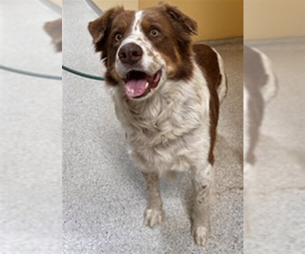 Medium Photo #1 Australian Shepherd-Unknown Mix Puppy For Sale in Modesto, CA, USA