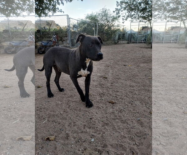 Medium Photo #2 Labrador Retriever-Staffordshire Bull Terrier Mix Puppy For Sale in Apple Valley, CA, USA