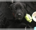 Small Photo #3 Alaskan Klee Kai-Labrador Retriever Mix Puppy For Sale in ORANGE PARK, FL, USA