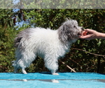 Small #13 Poodle (Toy)