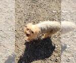Small Photo #1 Yorkshire Terrier Puppy For Sale in PHOENIX, AZ, USA