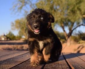 Australian Shepherd Puppy for sale in MARANA, AZ, USA