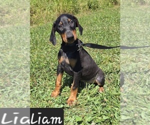 Doberman Pinscher Puppy for sale in POMEROY, OH, USA