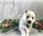 Small Photo #2 Pomsky Puppy For Sale in OCALA, FL, USA