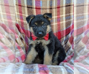 German Shepherd Dog Puppy for sale in ELKTON, MD, USA